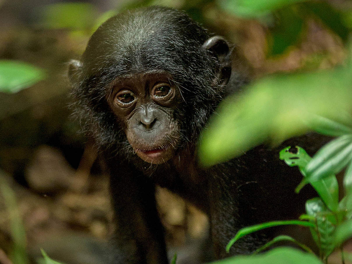 Sanftmutig Und Ratselhaft Bonobos In Salonga