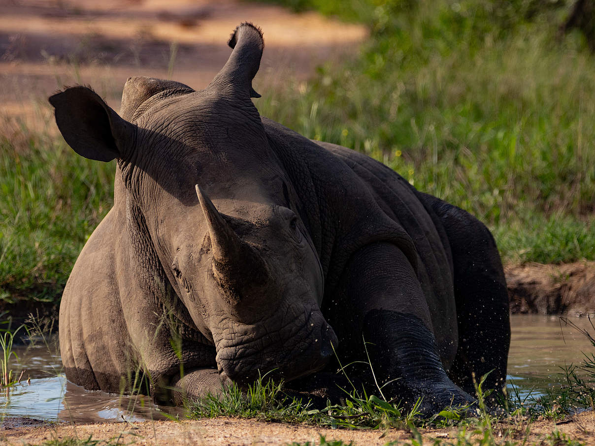 Breitmaulnashorn beim Schlammbaden © Lauren Arthur / WWF