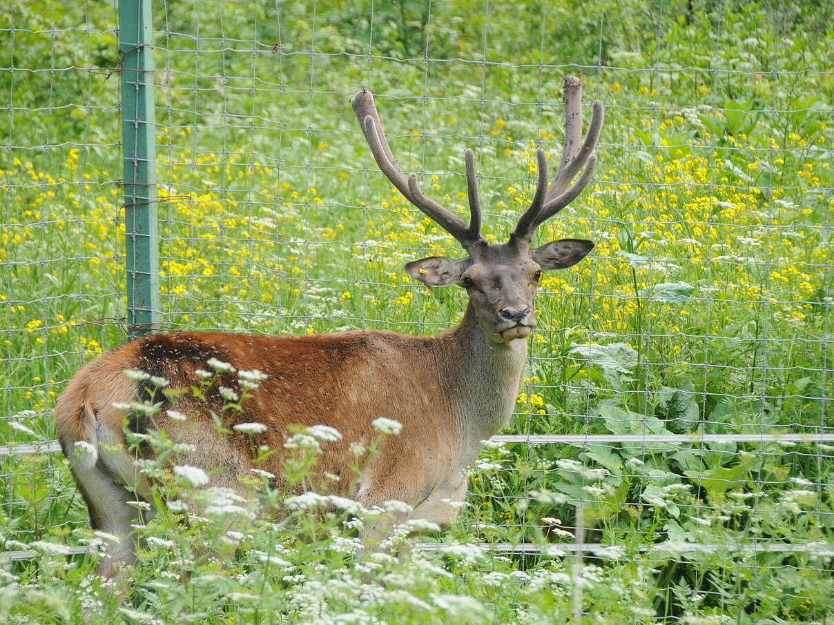 Maral-Hirsch im Wiederansiedlungszentrum im Diljan Nationalpark © Aurel Heidelberg / WWF 