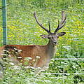 Maral-Hirsch im Wiederansiedlungszentrum im Diljan Nationalpark © Aurel Heidelberg / WWF 