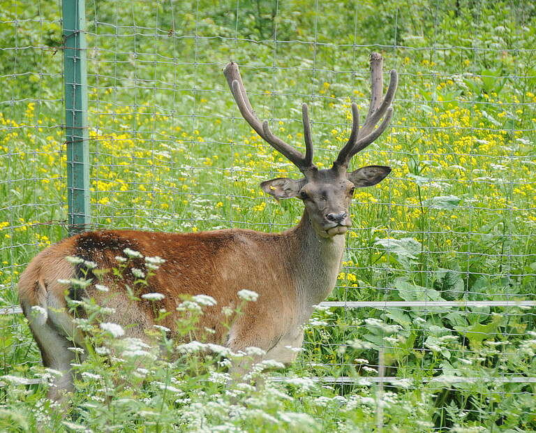 Maral-Hirsch im Wiederansiedlungszentrum im Diljan Nationalpark © Aurel Heidelberg / WWF 