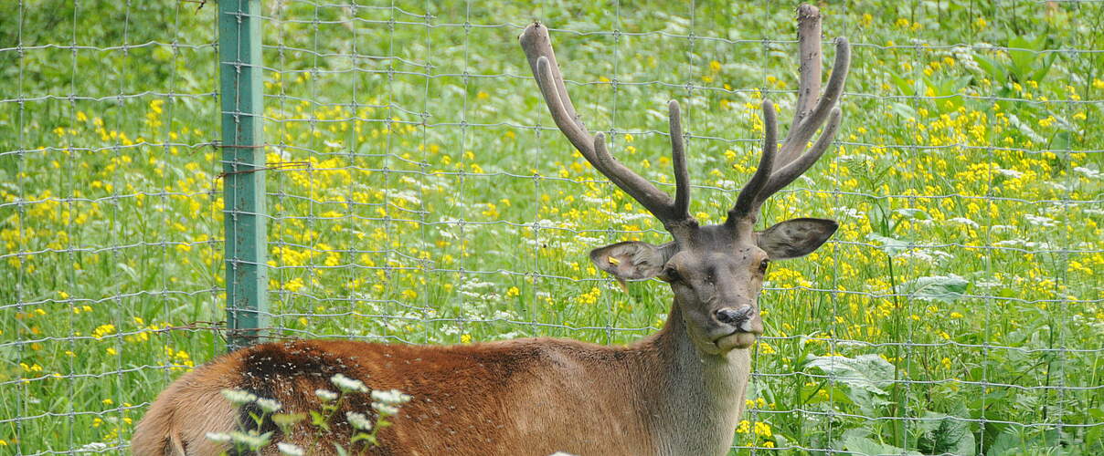 Maral-Hirsch im Wiederansiedlungszentrum im Diljan Nationalpark © Aurel Heidelberg / WWF 