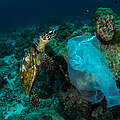 Meeresschildkröte und Plastiktüte © Shutterstock Krzysztof Bargiel / WWF