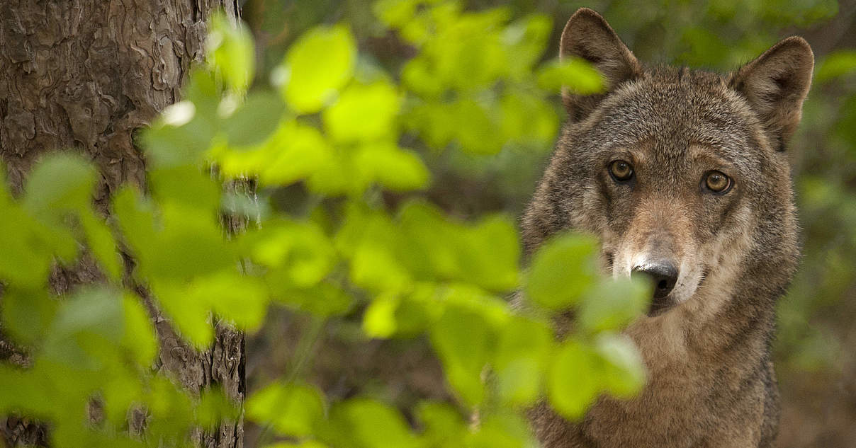 Wolfe Im Wwf Artenlexikon Zahlen Fakten