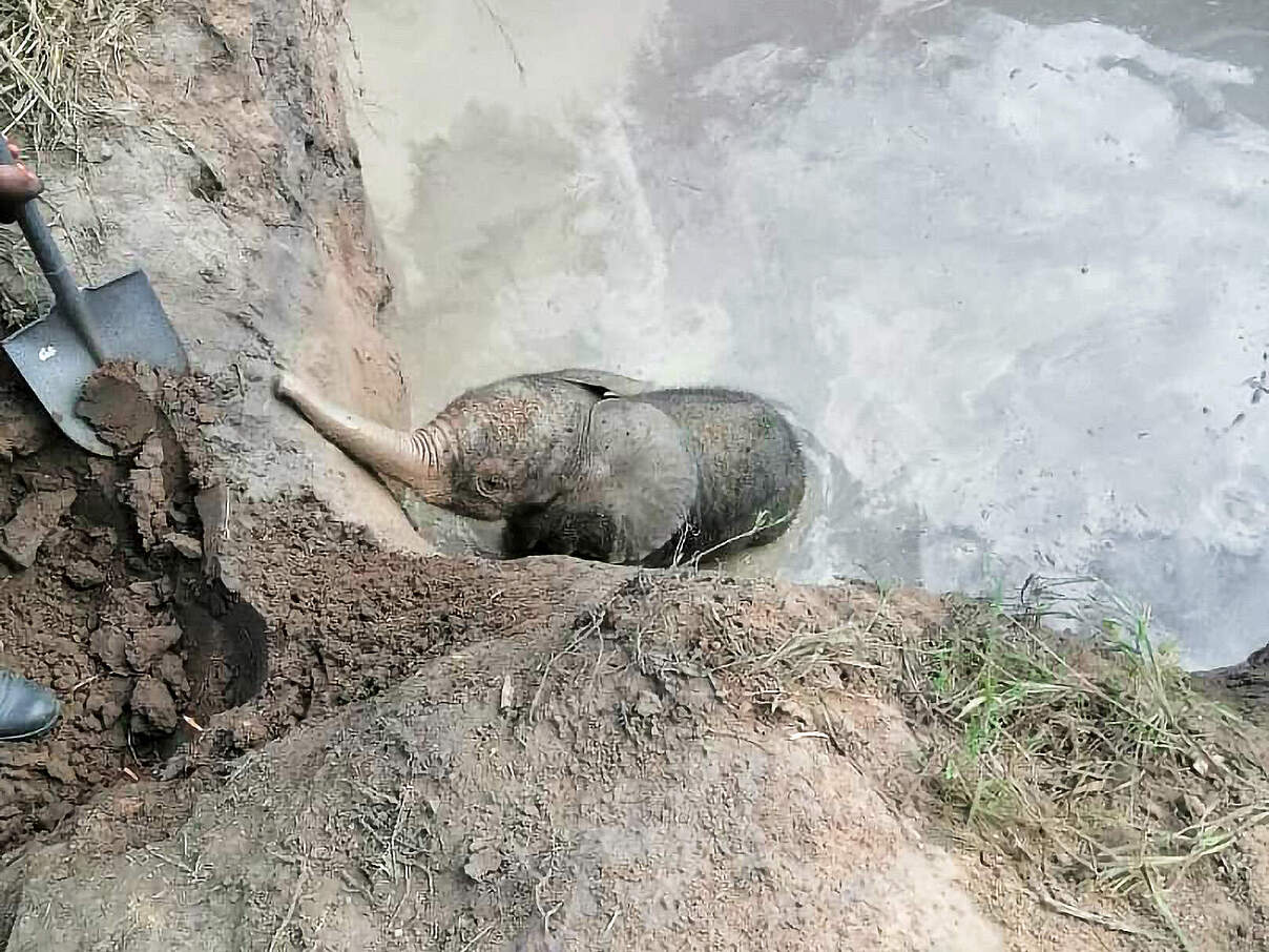 Happy End am Wasserloch: Ranger:innen retten ein Elefantenbaby aus einem Wasseroch © KiliCrew