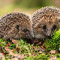 Igel © Shutterstock / Coatesy / WWF 