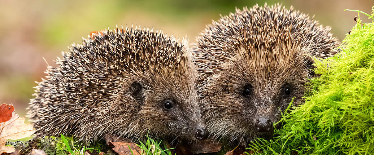 Igel © Shutterstock / Coatesy / WWF 