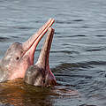 Amazonasflussdelfin © Shutterstock / COULANGES / WWF Sweden