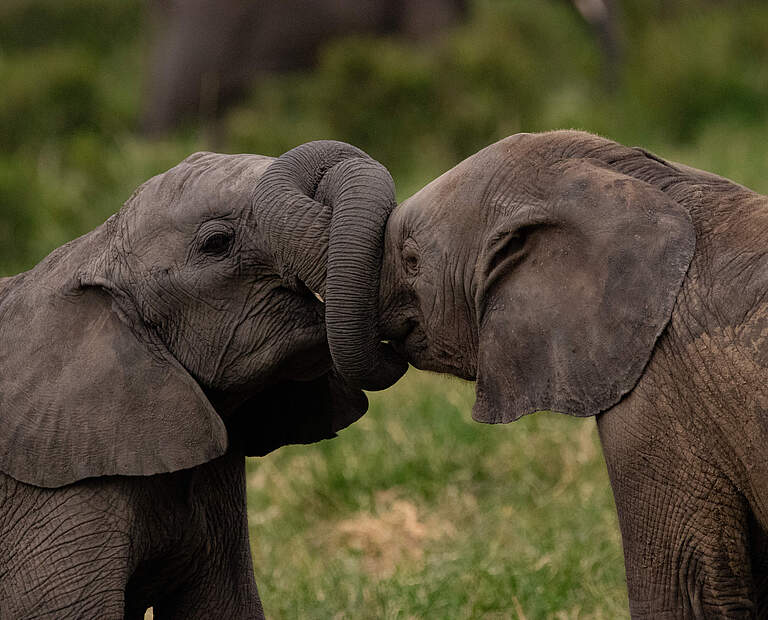 Zwei junge Elefanten verschlingen ihre Rüssel in der Masai Mara in Kenia © Lauren Arthur / WWF