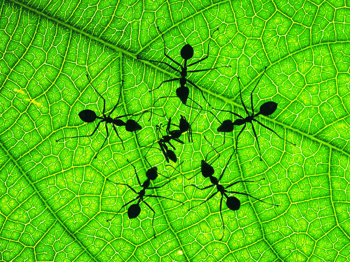 Ameisen auf einem Blatt © Chris Martin Bahr / WWF