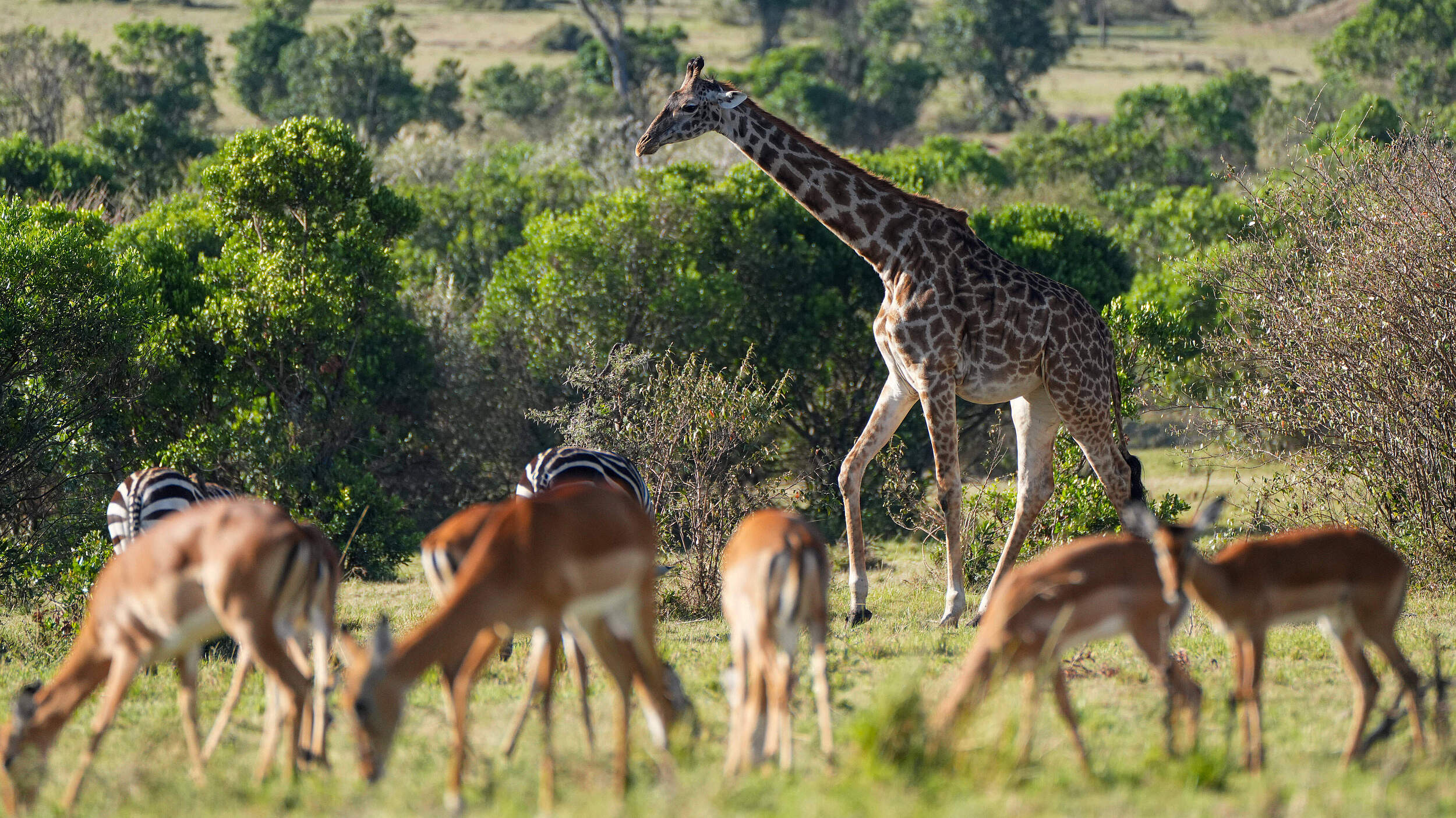 Giraffe und andere Wildtiere in Kenia © IMAGO / Xinhua