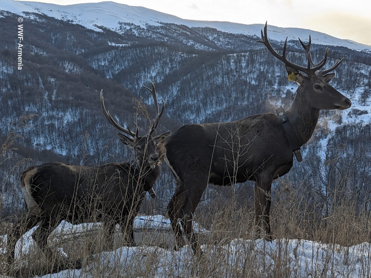 Maral-Hirsche im Diljan Nationalpark © WWF Armenien