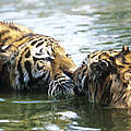 Amur-Tiger im Fluss © David Lawson / WWF UK