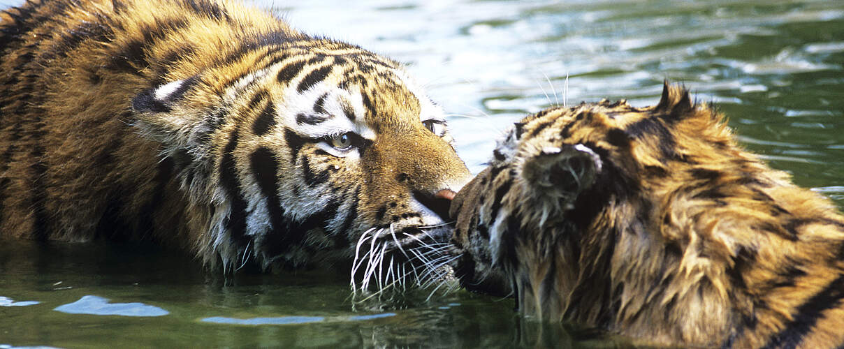 Amur-Tiger im Fluss © David Lawson / WWF UK