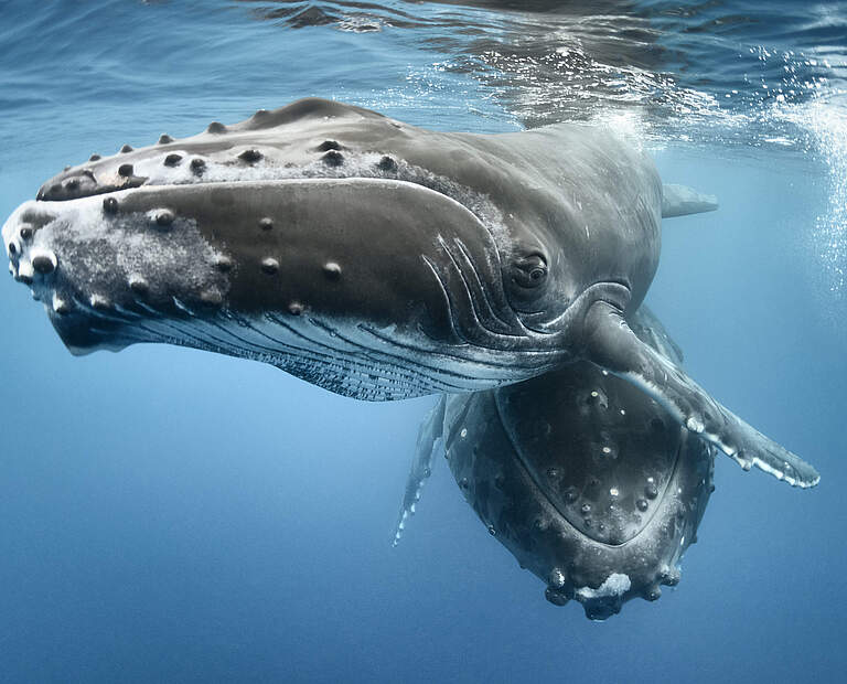 Buckelwal mit Kalb bei Tonga im Pazifik © Tony Wu / Nature Picture Library / WWF