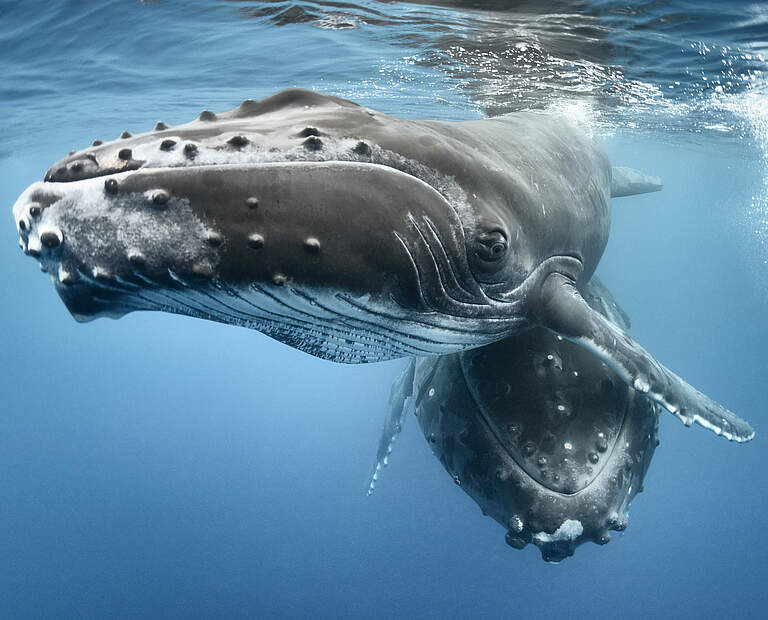 Buckelwal mit Kalb bei Tonga im Pazifik © Tony Wu / Nature Picture Library / WWF