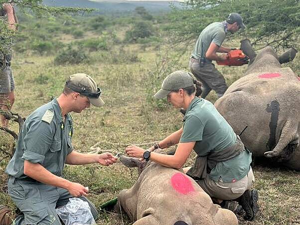 Eine Nashorn-Mutter wird für eine Enthornung vorbereitet. Ihr Kalb wir mit betäubt, damit das Kalb nicht in Panik geregt © Vanessa Duthe 