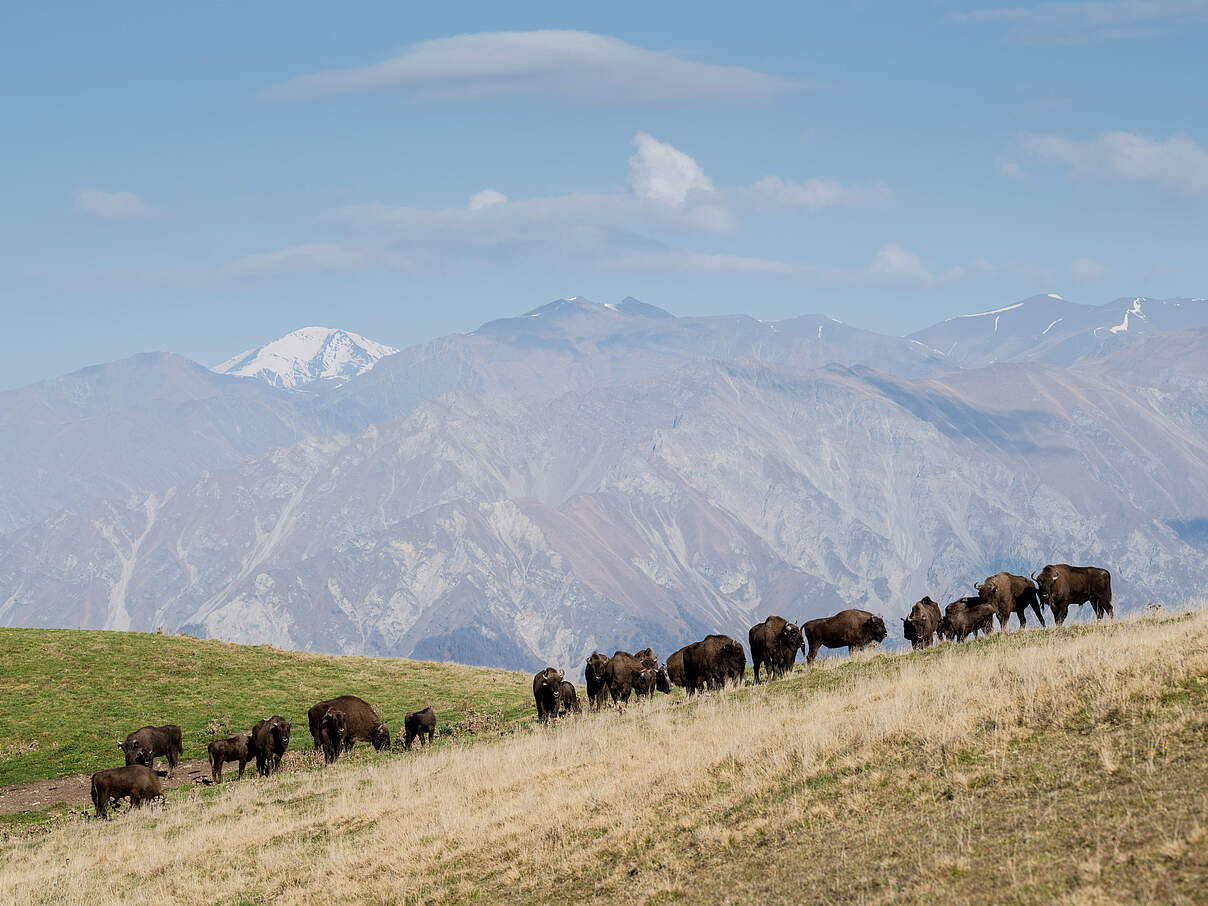 Wisent-Herde im Shahdag-Nationalpark im Kaukasus © E. Khalilov / WWF