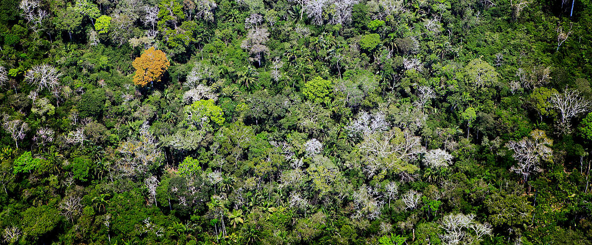 Der Amazonas-Regenwald in Acre von oben © Greg Armfield / WWF UK