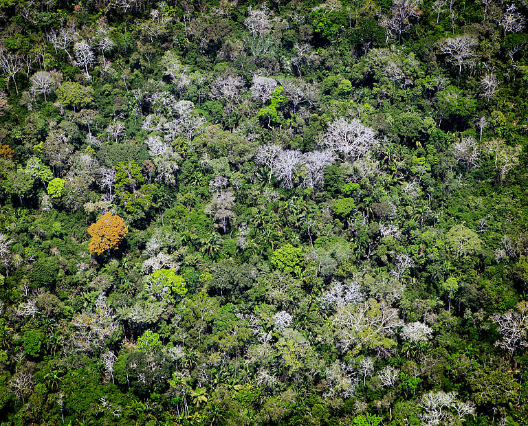 Der Amazonas-Regenwald in Acre von oben © Greg Armfield / WWF UK