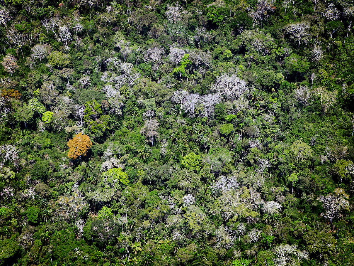 Der Amazonas-Regenwald in Acre von oben © Greg Armfield / WWF UK