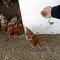Hühnerfutter © Arnold Morascher / WWF
