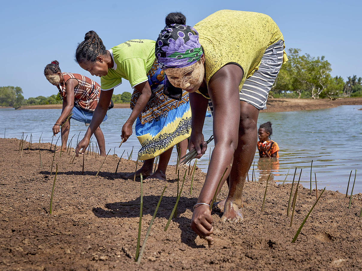 Mangrovenpflanzung in Madagaskar © Justin Jin / WWF France