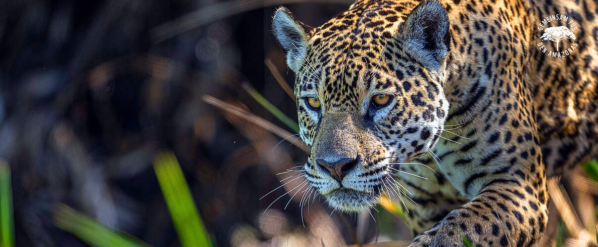 Jaguar Weibchen in Brasilien © WWF Sweden / Ola Jennersten