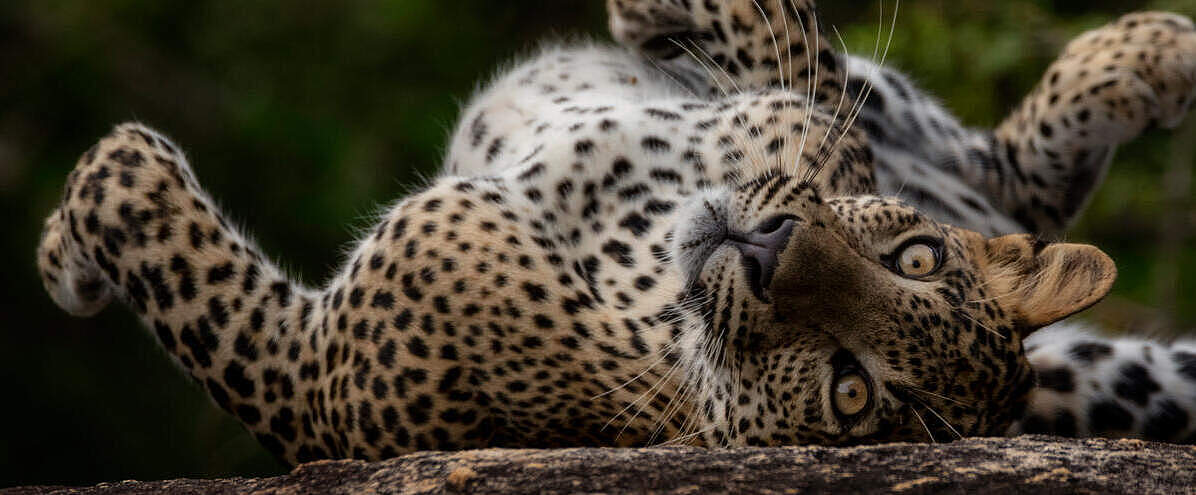 Leopard auf dem Rücken liegend in Sri Lanka © naturepl.com / Lucas Bustamante / WWF