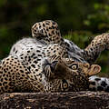 Leopard auf dem Rücken liegend in Sri Lanka © naturepl.com / Lucas Bustamante / WWF