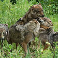 Grauwölfe im Wildpark Schloss Tambach © Ralph Frank / WWF