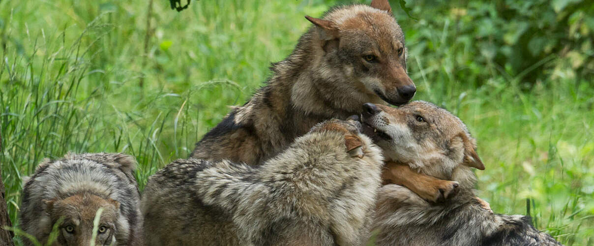 Grauwölfe im Wildpark Schloss Tambach © Ralph Frank / WWF