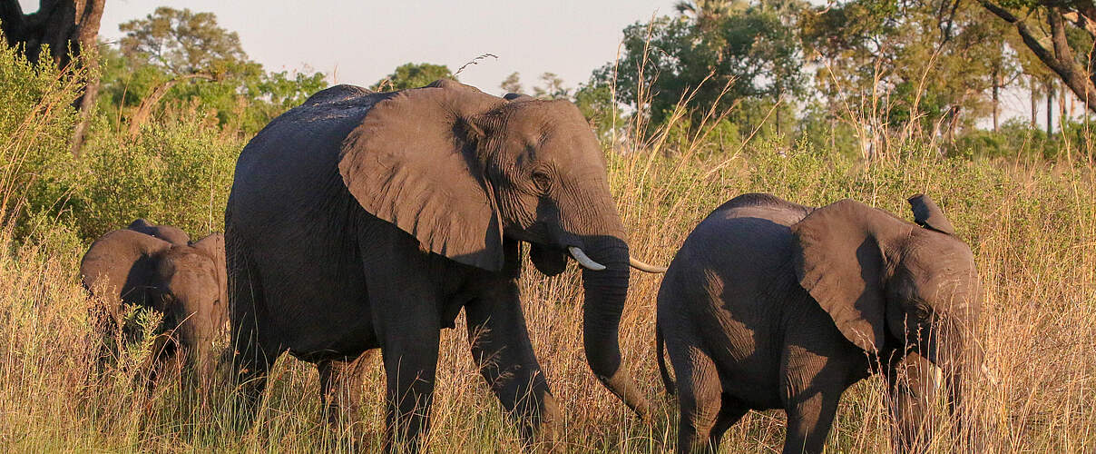 Eine kleine Elefantenherde auf dem Weg durch die Savanne mit Nachwuchs © WWF-US / Jeff Muller