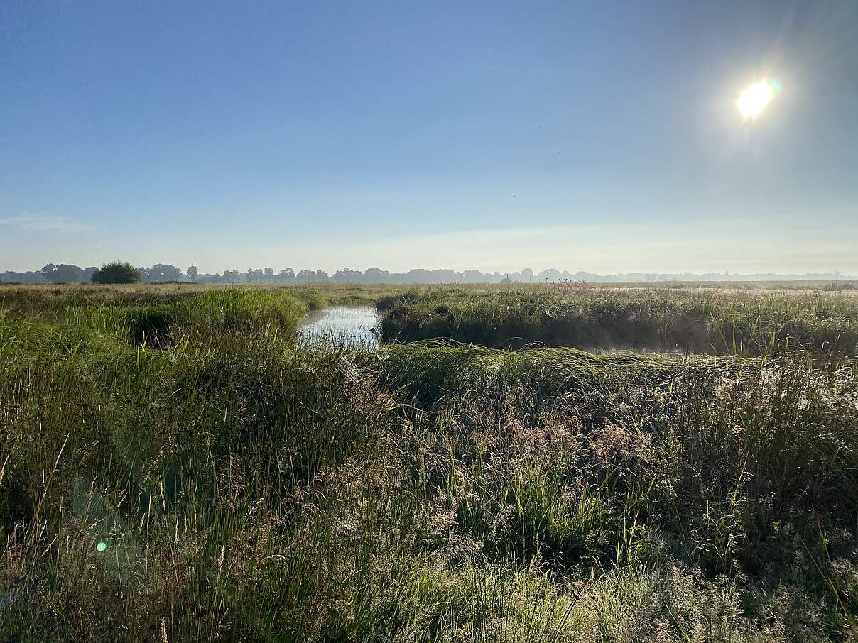 Brandsgraben an der Wümme © Rebekka Lemb / Stiftung Nordwest-Natur 