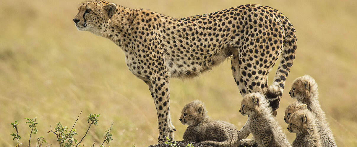 Gepardin in Kenia © Scott Davis