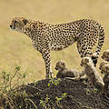 Gepardin in Kenia © Scott Davis