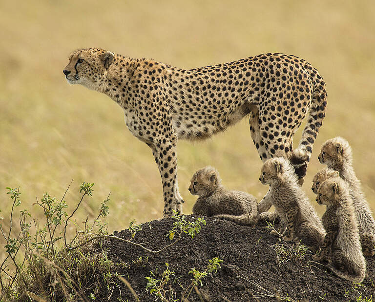 Gepardin in Kenia © Scott Davis