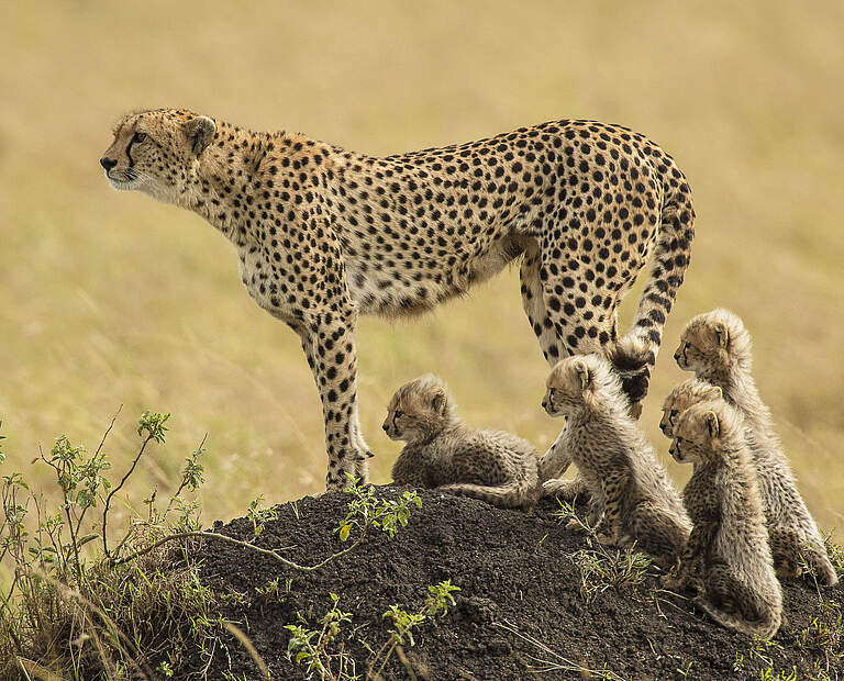 Gepardin in Kenia © Scott Davis