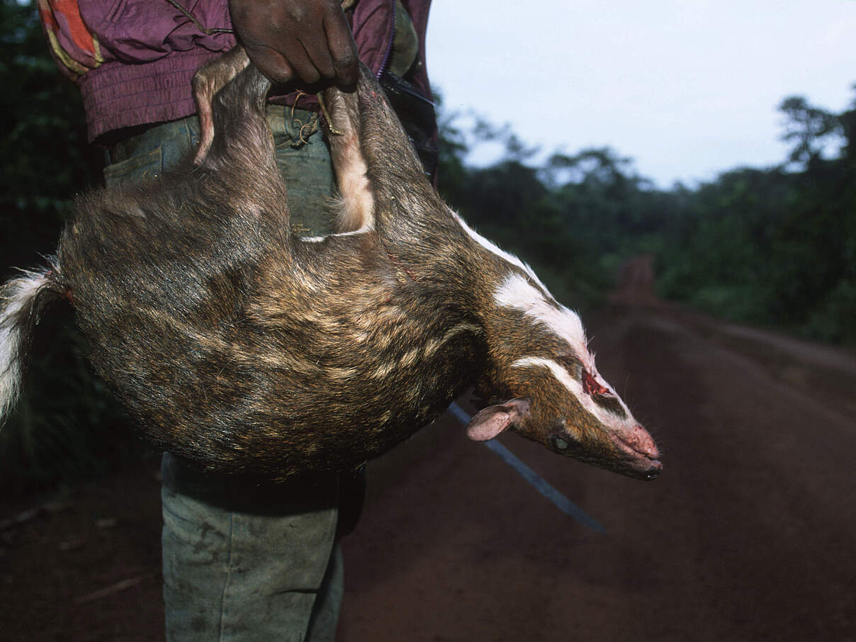 Ein von einem Subsistenzjäger erlegtes Wildtier wird in der Zentralafrikanischen Republik ins Dorf gebracht © Martin Harvey / WWF