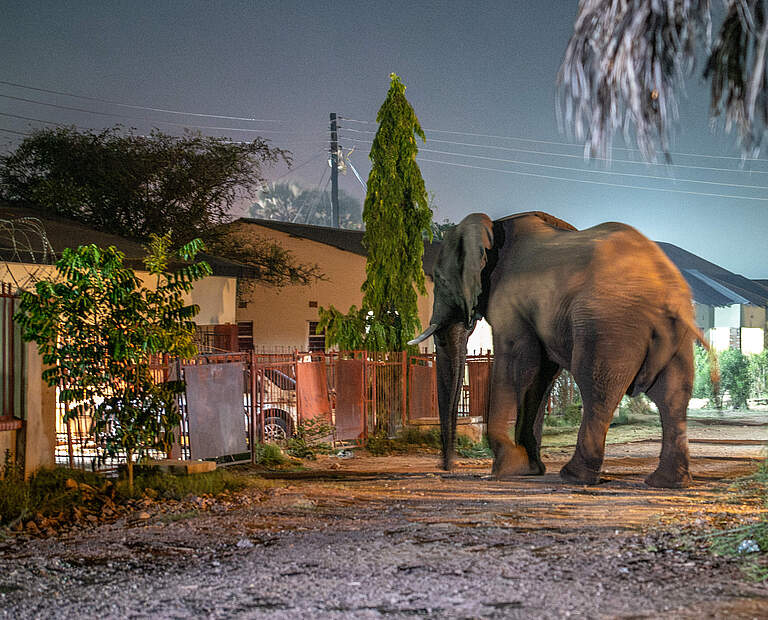 Elefant in einem Außenbezirk von Livingstone © Jasper Doest / WWF