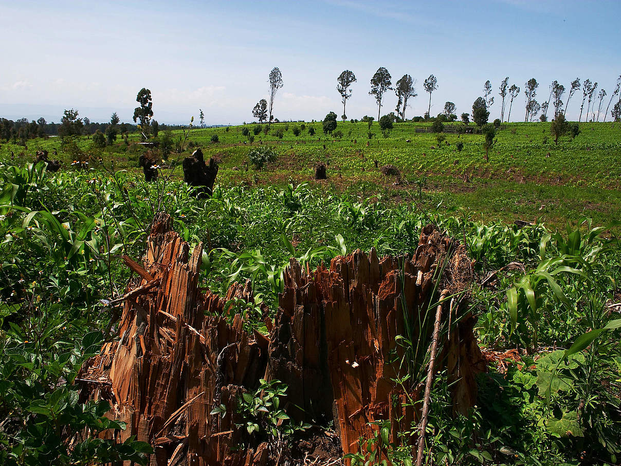 Für die Landwirtschaft gerodete Fläche im Mau-Wald © Yoshi Shimizu / WWF
