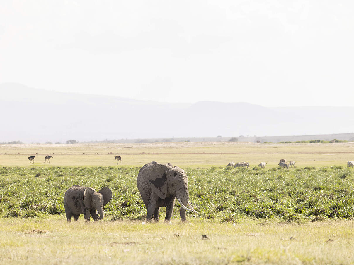 Amboseli-Landschaft in Unganisha © DanielCrous / WWF