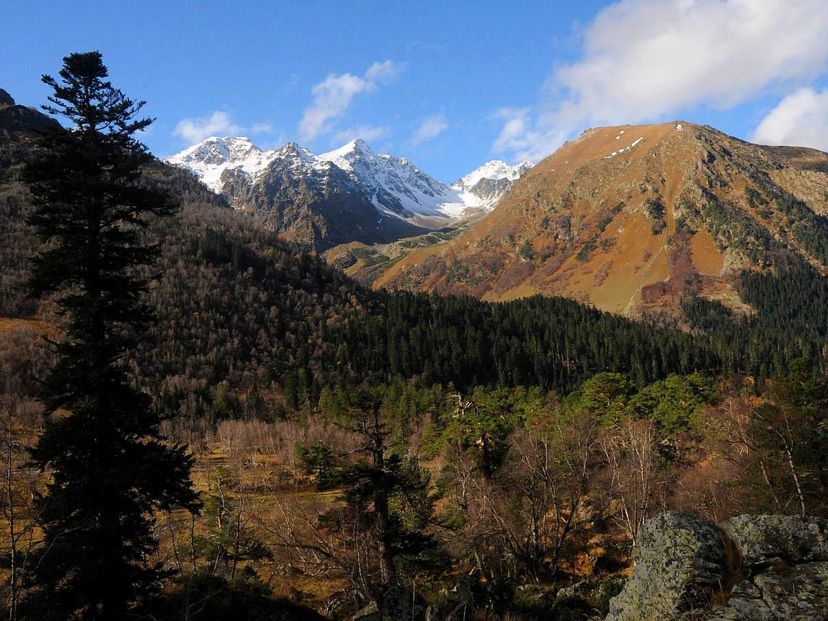 Bergmischwälder im Großen Kaukasus © Aurel Heidelberg / WWF Deutschland