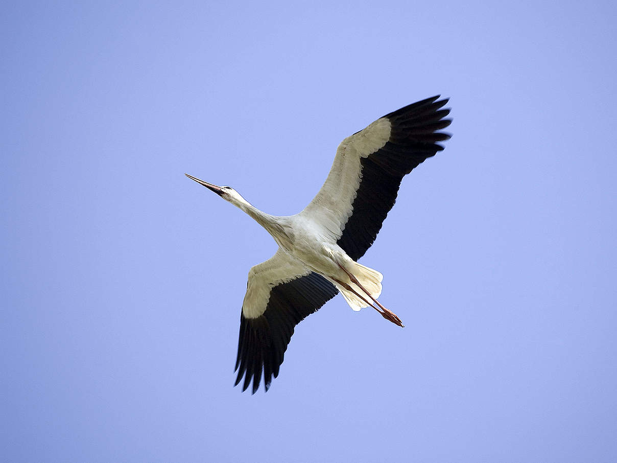 Weißstorch im Flug © Michel Gunther / WWF