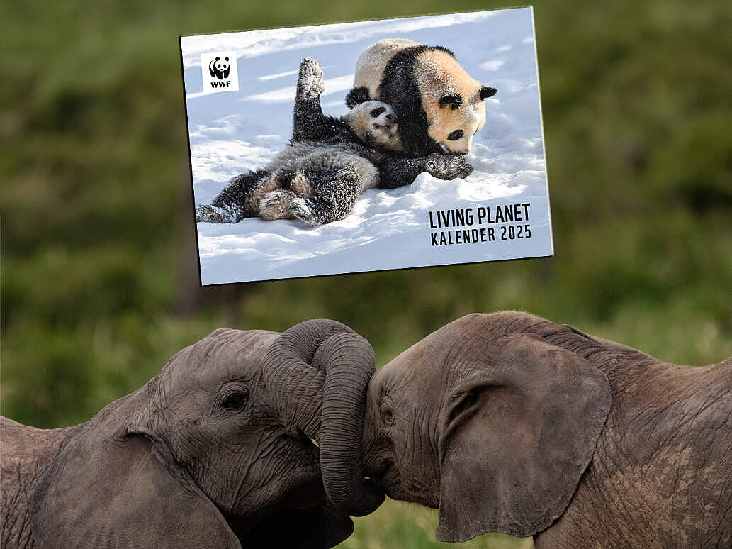 Kalenderspende Elefanten © Lauren Arthur / WWF