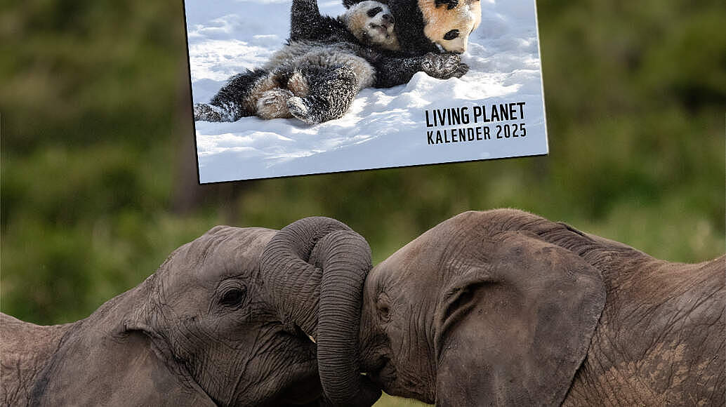 Kalenderspende Elefanten © Lauren Arthur / WWF