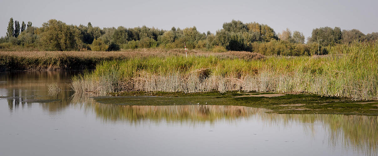 Ästuartypische Lebensräume auf Krautsand © Claudi Nir / WWF Deutschland