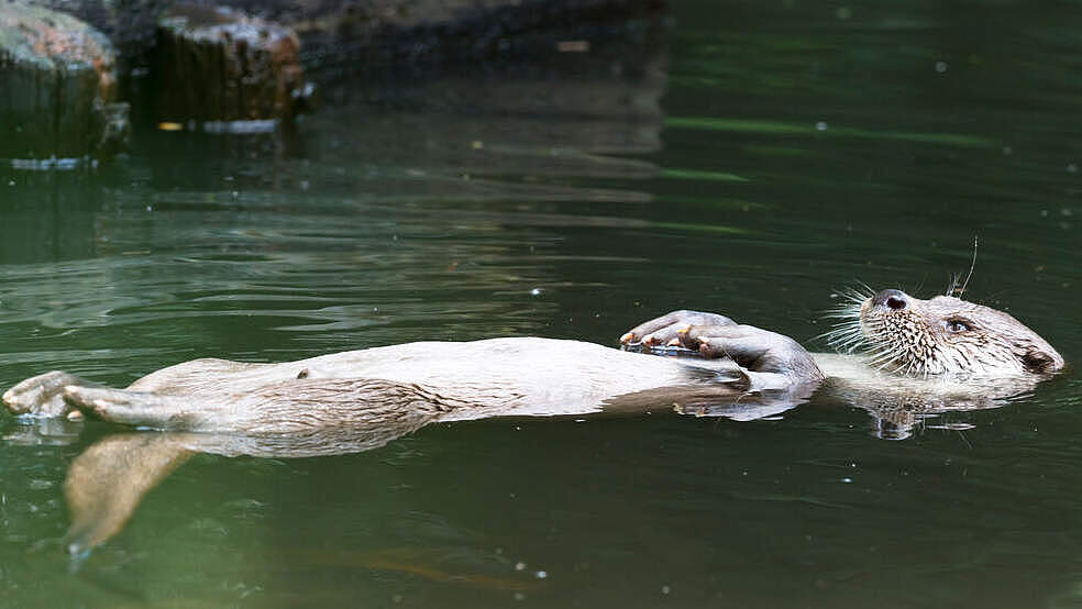 Otter im Wasser - Protect Water © Ralph Frank