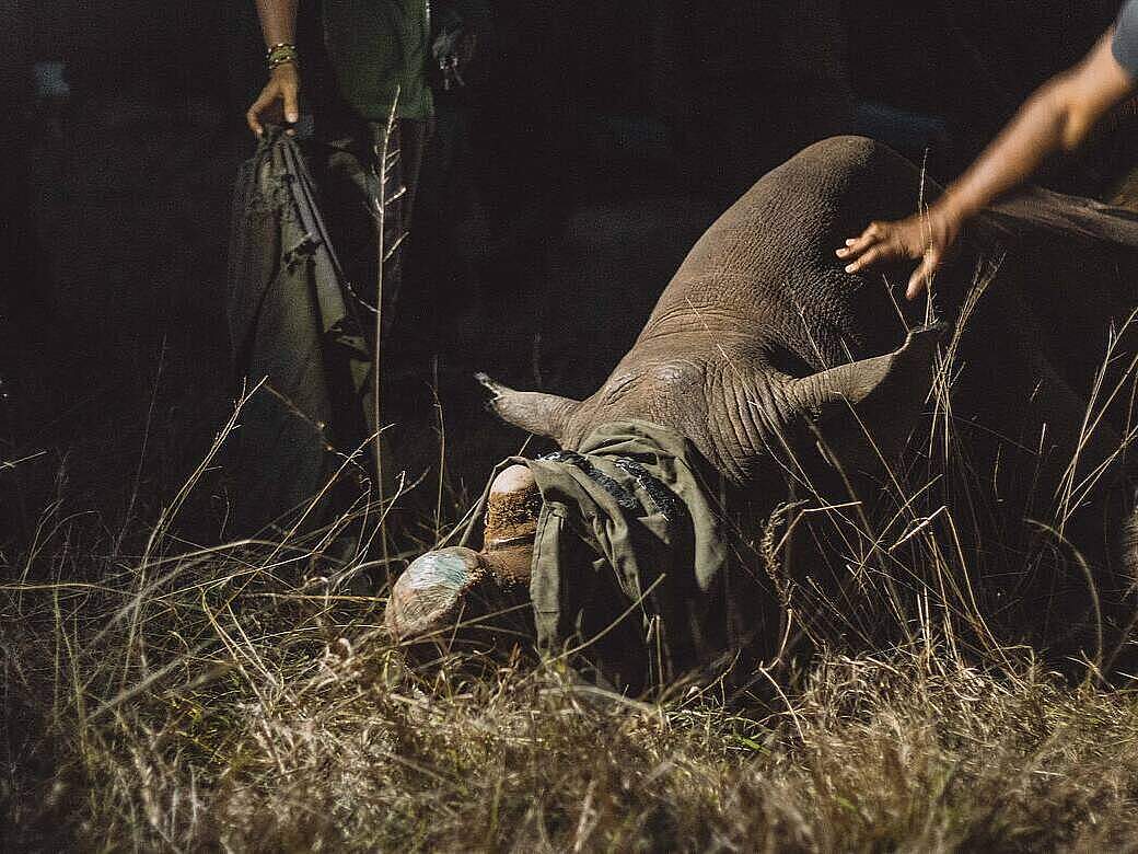 Die Enthornung eines Nashorns ist auch ein sozialer Eingriff in das Leben der Tiere © Delport Bothma