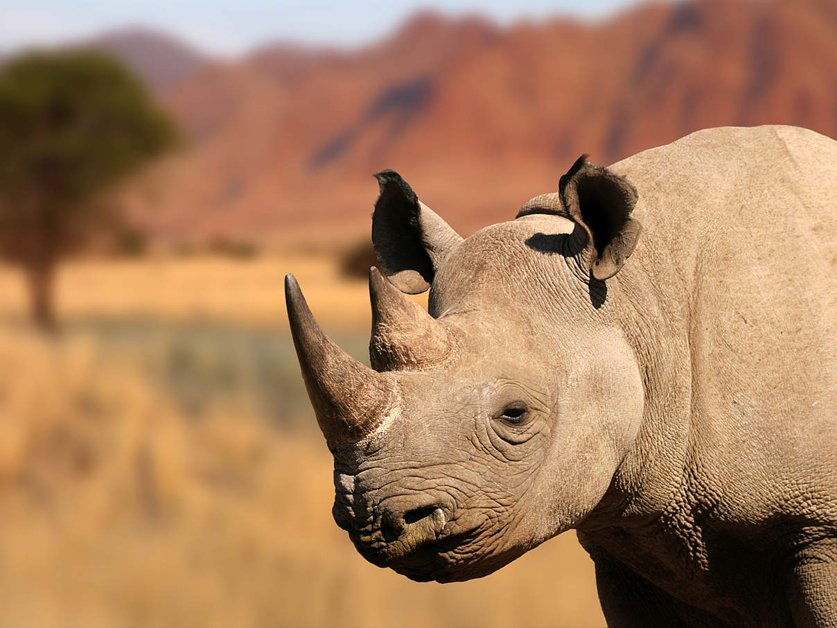 Spitzmaulnashorn © ecopic / iStock / Getty Images